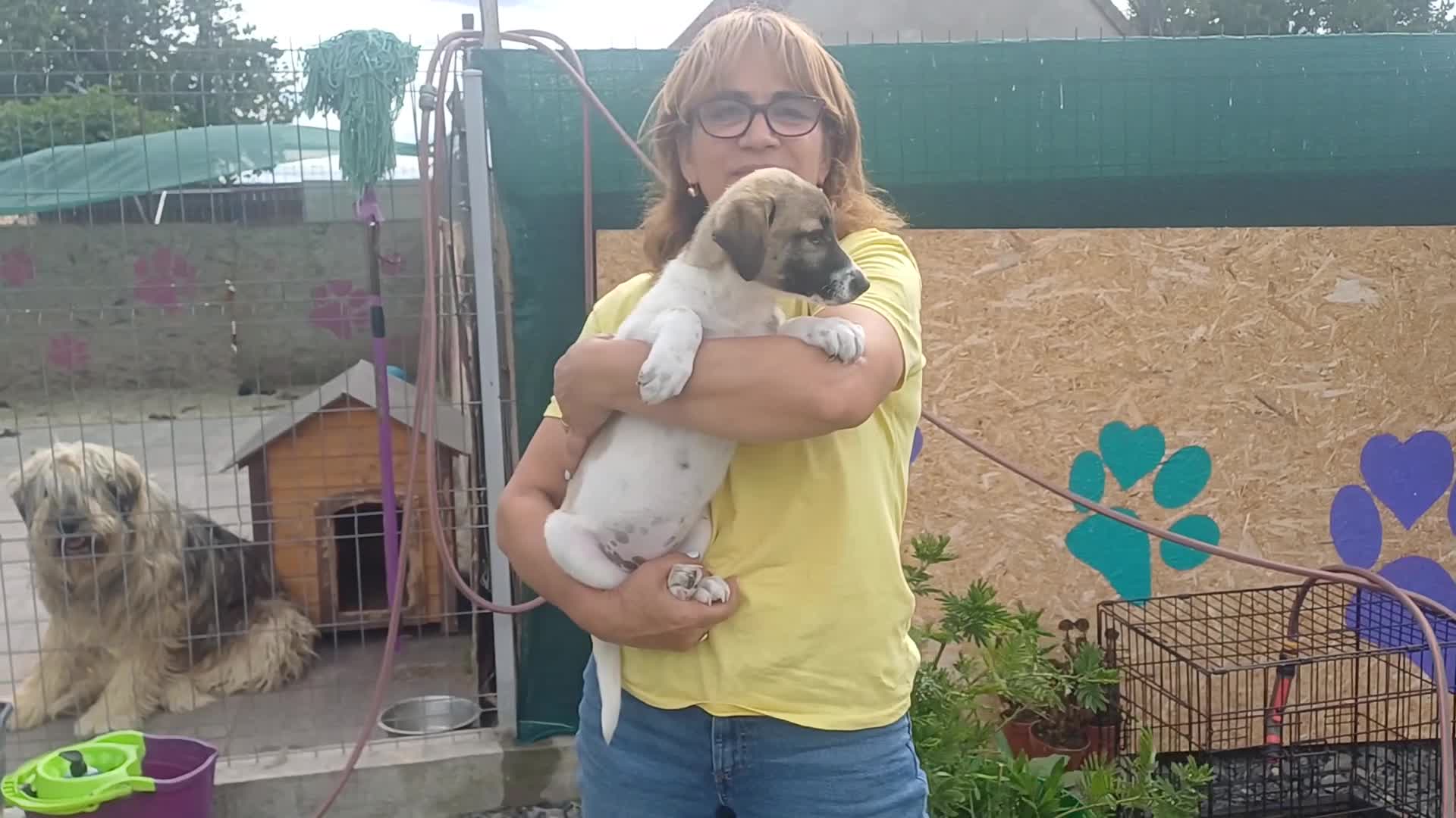 Mixed Breed dogs for adoption: 💔 GISELLE - A Lovely Girl for a Loving HOME ❤️ in Nottingham - Video 1