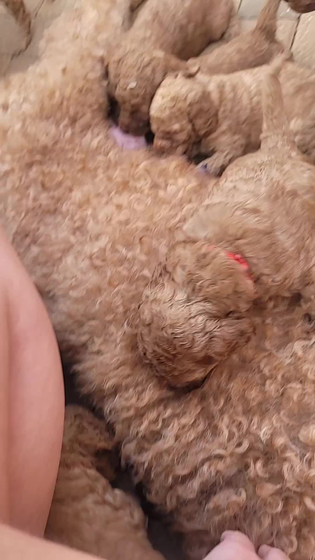 Labradoodle dogs for sale:  Apricot Doodle labradoodles - Video 2