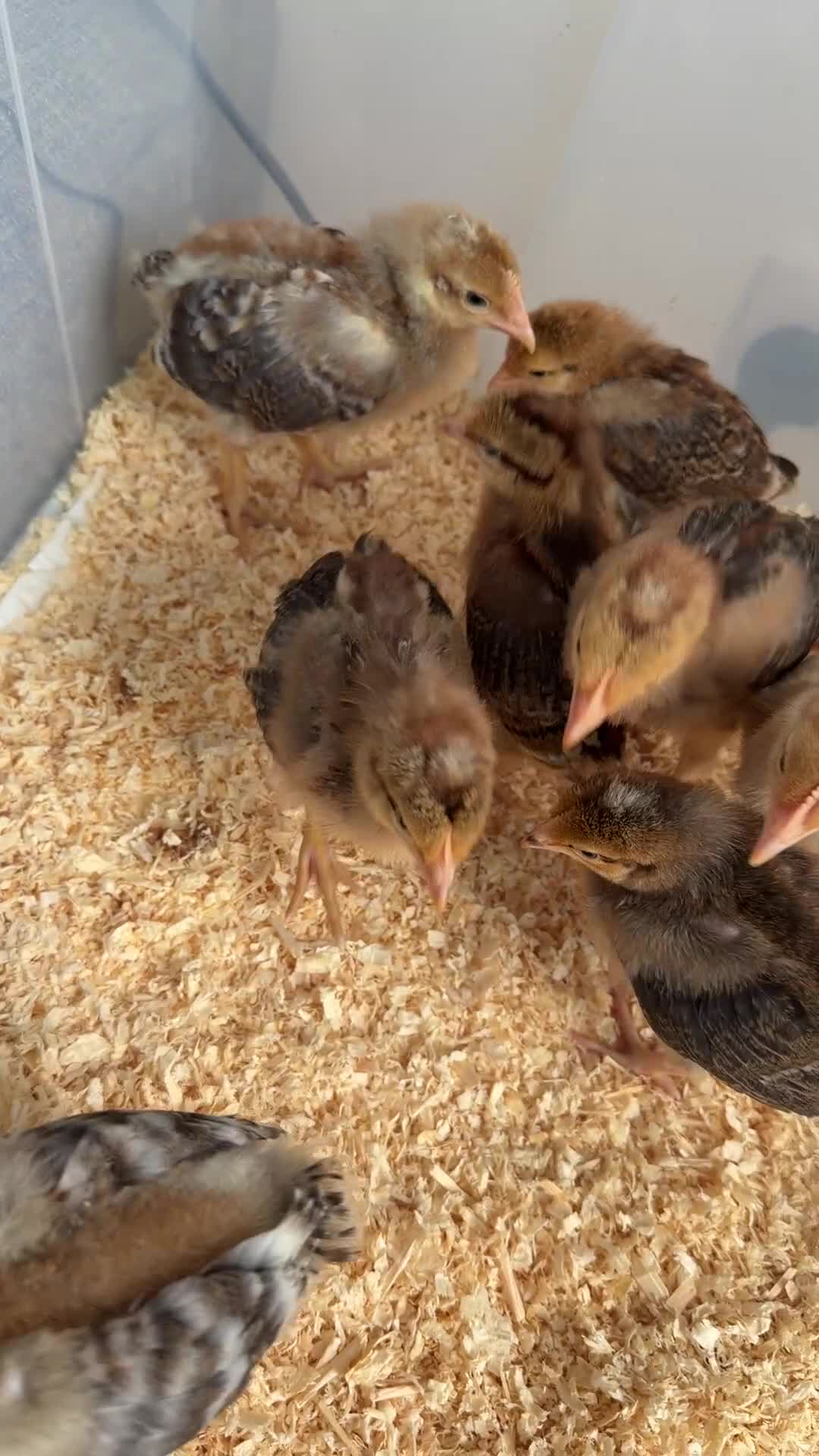 Chickens poultry for sale: Silkies & bantam gold Welbar young  - Video 1