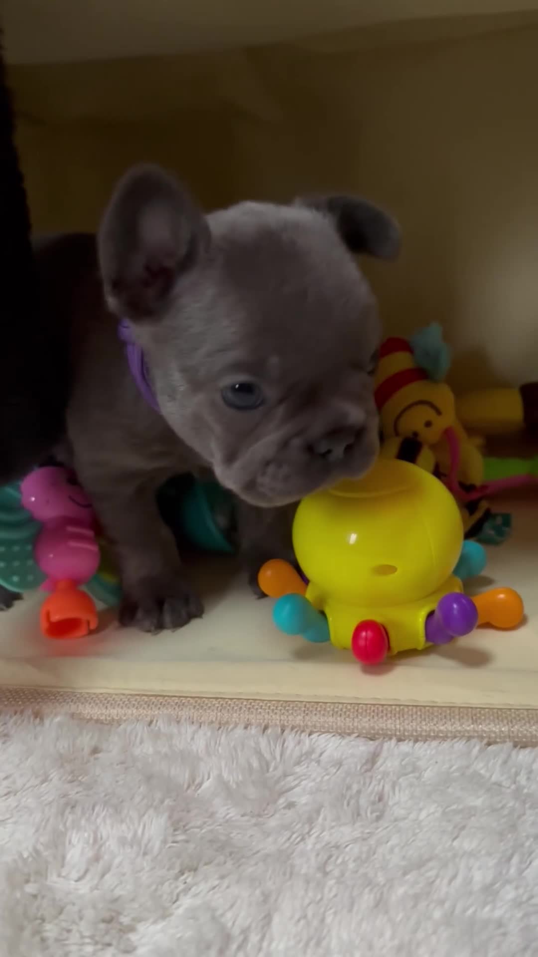 French Bulldog dogs for sale: Beautiful Frenchie Babies Seeking Forever Families - Video 1