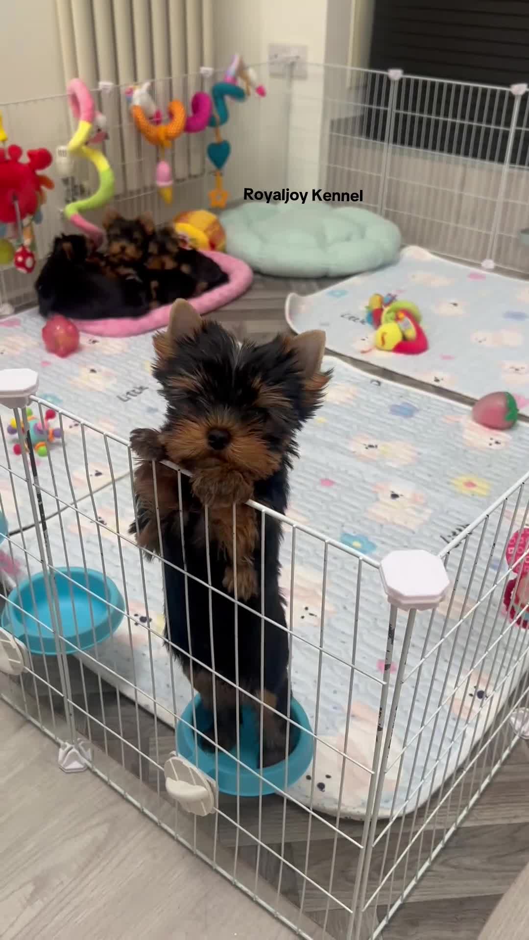 Yorkshire Terrier dogs for sale: Adorable KC reg: girl 💕 - Video 1
