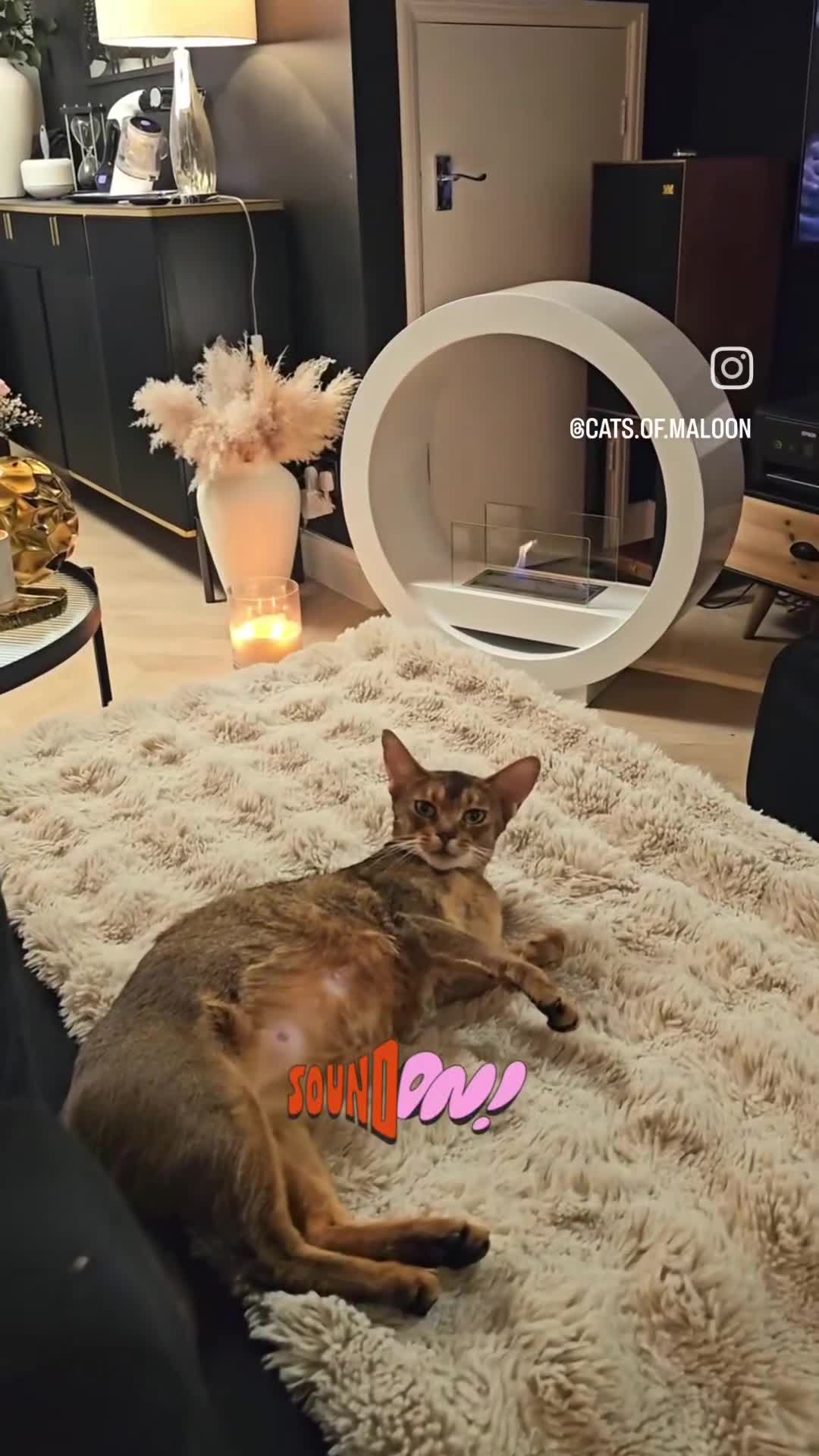 Abyssinian cats for sale: Buddy-Silver Abyssinian boy-Available-TOP quality - Video 4