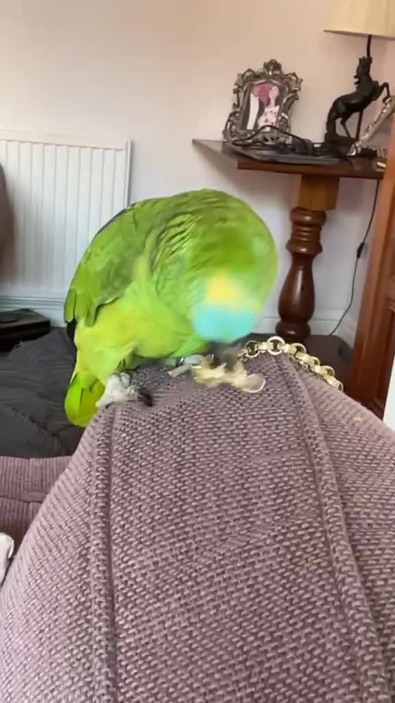Parrots birds for sale: Blue fronted Amazon parrot in Uxbridge - Video 3