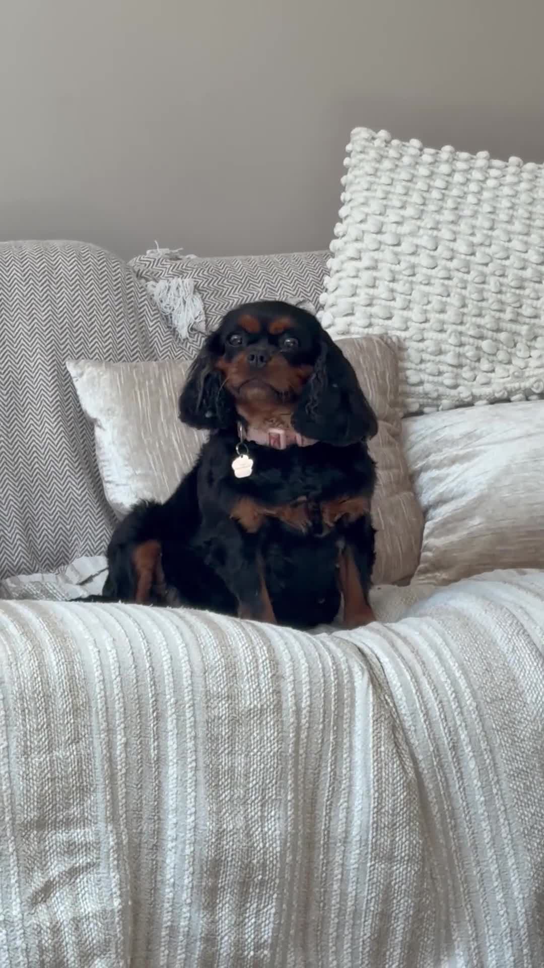 Cavalier King Charles Spaniel dogs for sale: Waiting list KC & extensively Health tested - Video 1