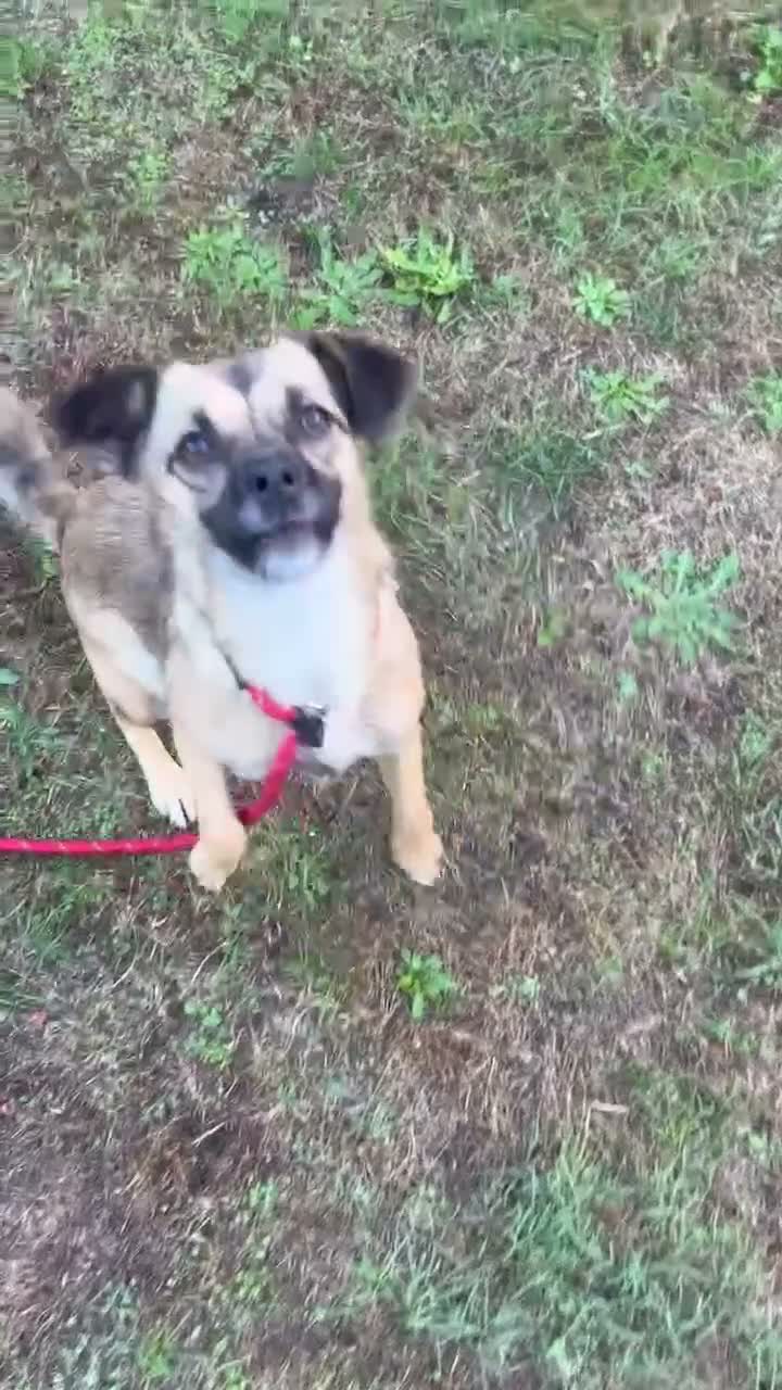 Mixed Breed dogs for adoption: Meet Marlene  12 months old  7kg Romanian mix  - Video 5