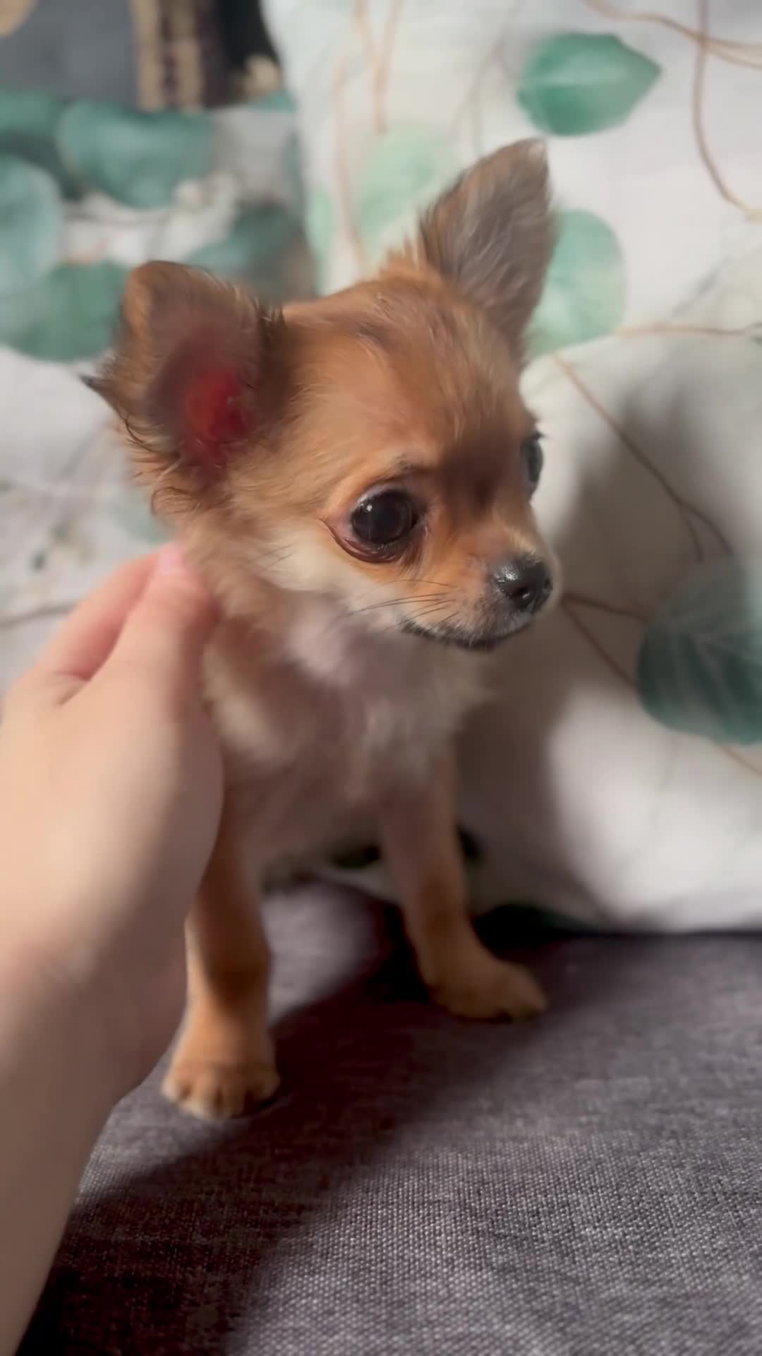 Chihuahua dogs for sale: REDUCED last long hair female pup. - Video 1
