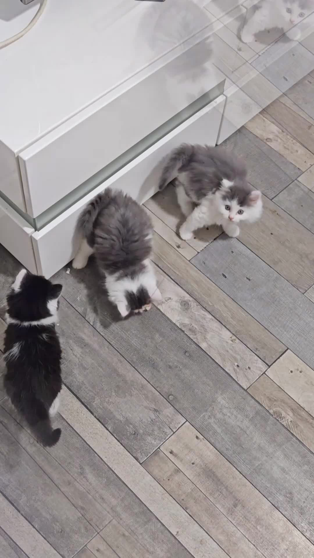 Mixed Breed cats for sale: 🐾 Adorable fluffy Kittens–Ready to leave now.🐾  - Video 1