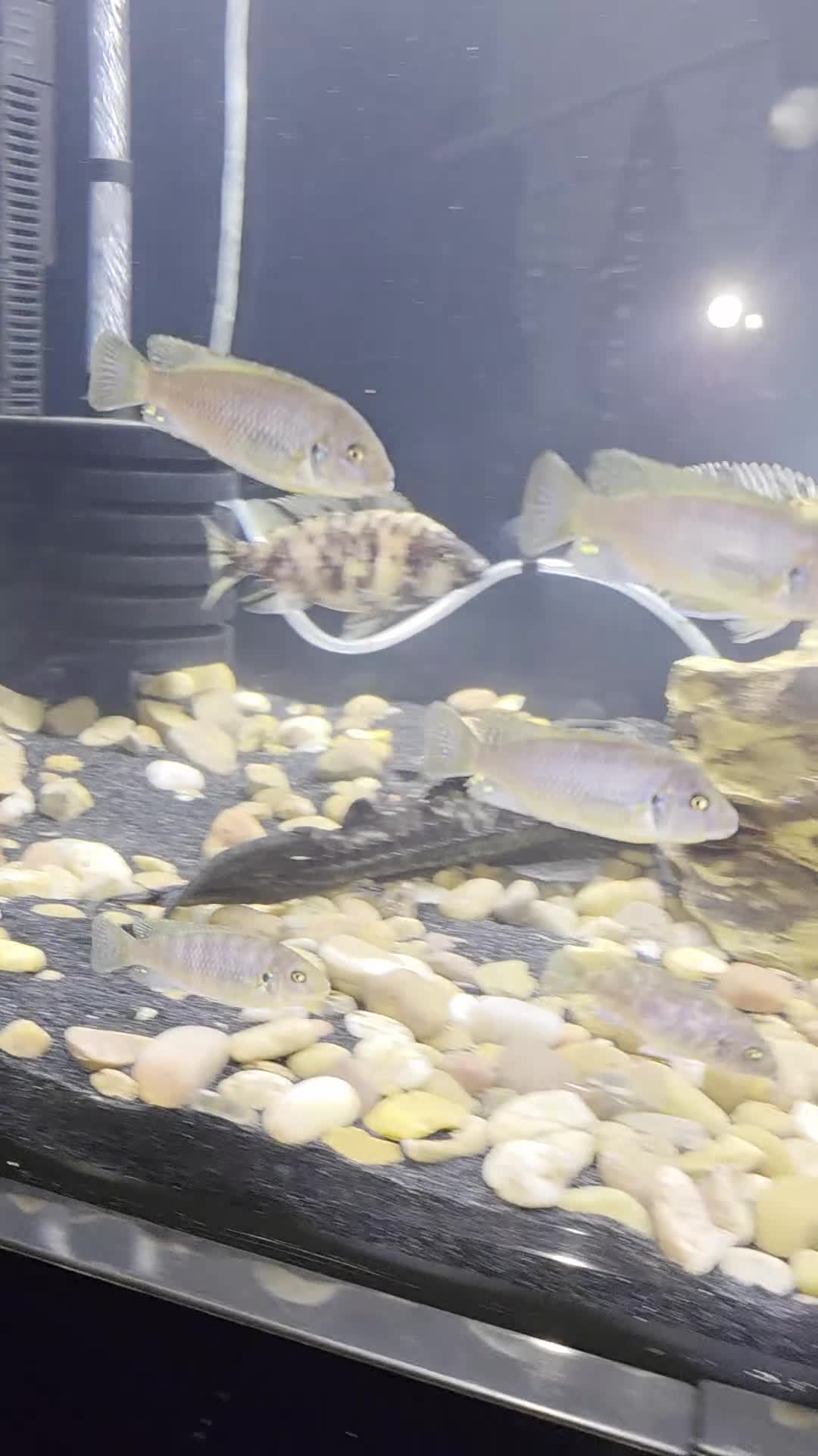 Cichlids fish for sale: Cichlids in Ellesmere Port - Video 1