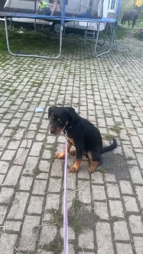 Mixed Breed dogs for sale: rottweiler puppy needs rehoming  - Video 1