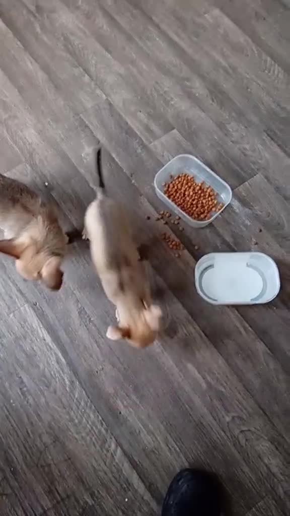 Miniature Pinscher dogs for sale: For sale - Video 1