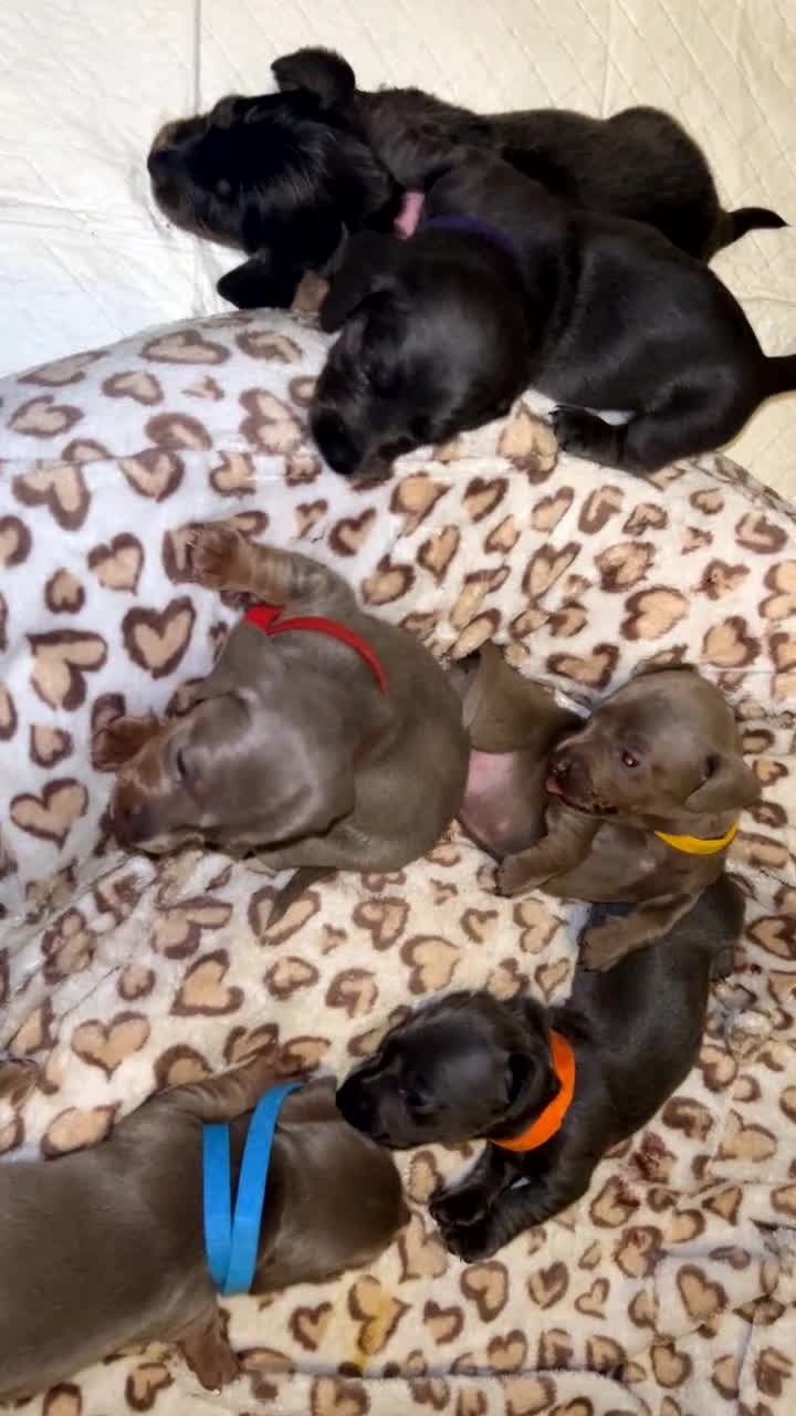 Miniature Dachshund dogs for sale: Mini dachshunds 💚🫶🏻 ready 24th December 🎄🎄 - Video 1