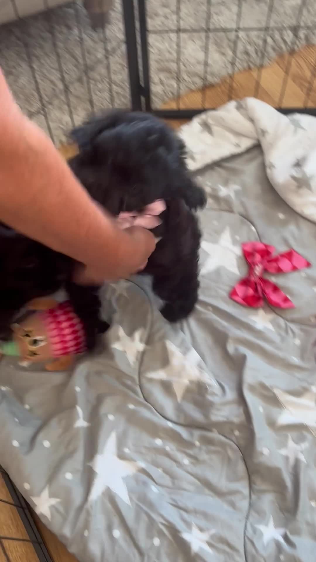 Cavapoo dogs for sale: 🌷F1 TOY CAVAPOO 5* HEALTH CHECK 🌷 - Video 1