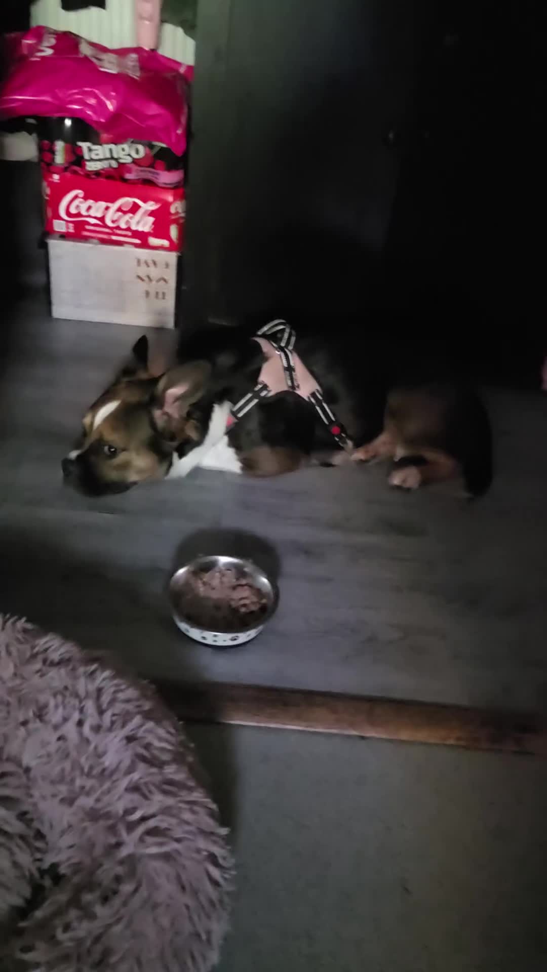 Mixed Breed dogs for sale: ASAP Rehome Boston X Frenchie  - Video 1