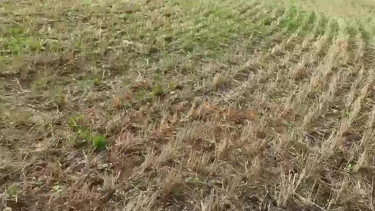 Mixed Breed dogs for adoption: Mavis – Almost 5 years old, female, hound mix - Video 1