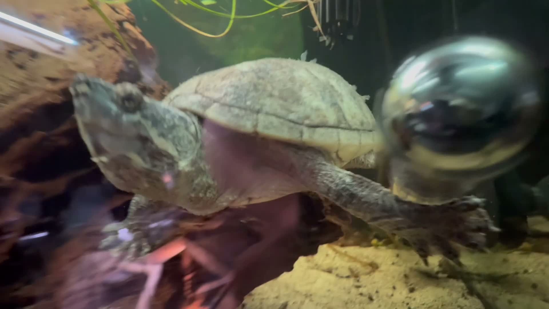 Turtle reptiles for sale: Male musk turtle  in Port Glasgow - Video 1