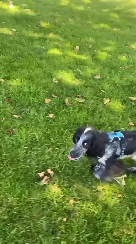 Cocker Spaniel dogs for stud: Dubie  - Video 1