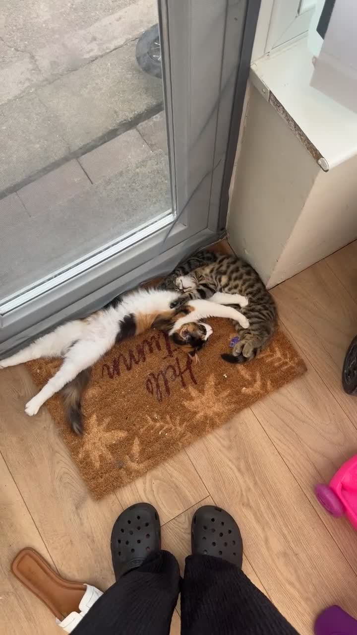 Mixed Breed cats for sale: Two gorgeous kittens  - Video 1