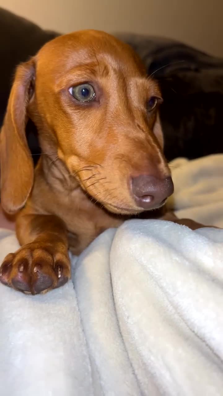 Miniature Dachshund dogs for sale: Ready now only two left had all vacs ready too go  - Video 2