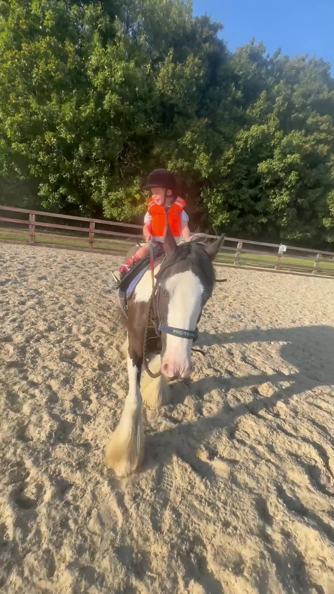 Irish Cob horses for sale: Kids pony in Stowmarket - Video 4