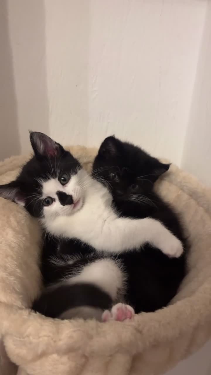 Mixed Breed cats for sale: 2 beautiful kitten ready to leave!  in Huntingdon - Video 1