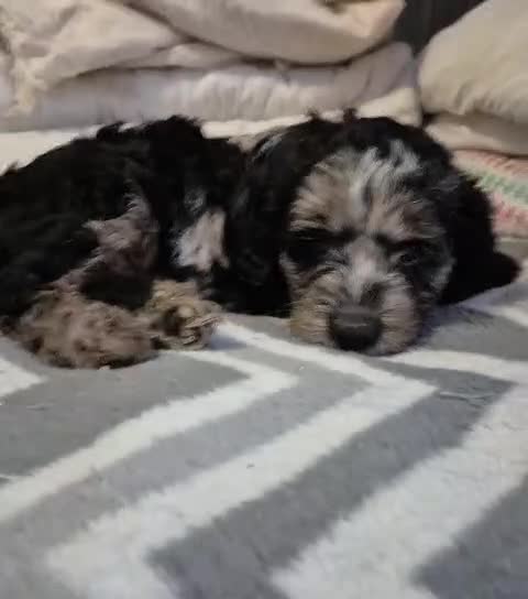 Cockapoo dogs for sale: Miniature cockapoo Puppy ready now - Video 5