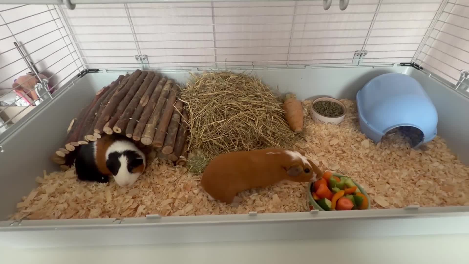 Guinea Pig rodents for sale: Male Guinea Pigs in Gravesend - Video 1