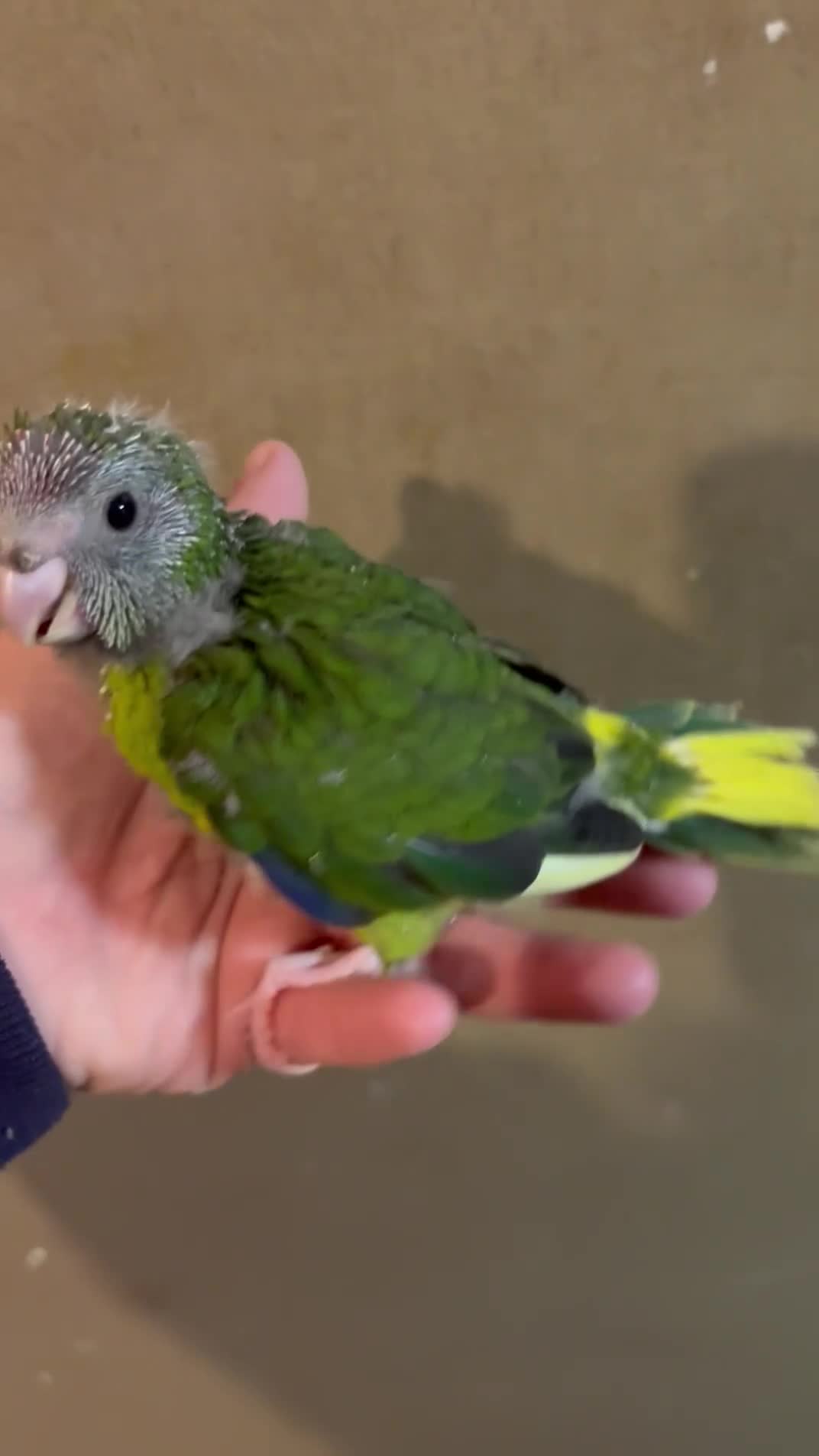 Parakeets birds for sale: Hand reared kakariki  - Video 2