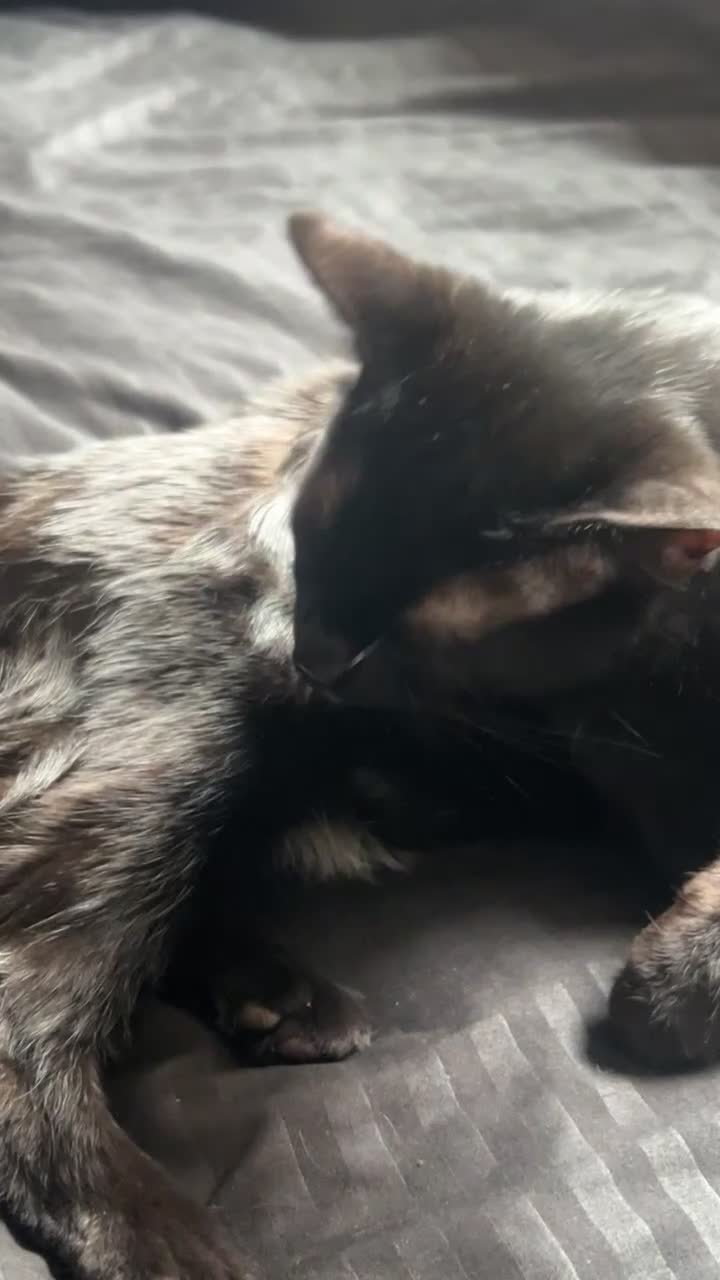 Domestic Shorthair cats for sale: 1 year old cat called Ash - Video 1
