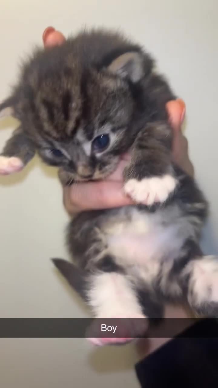 Domestic Shorthair cats for sale: Domestic short hair / long hair  - Video 2