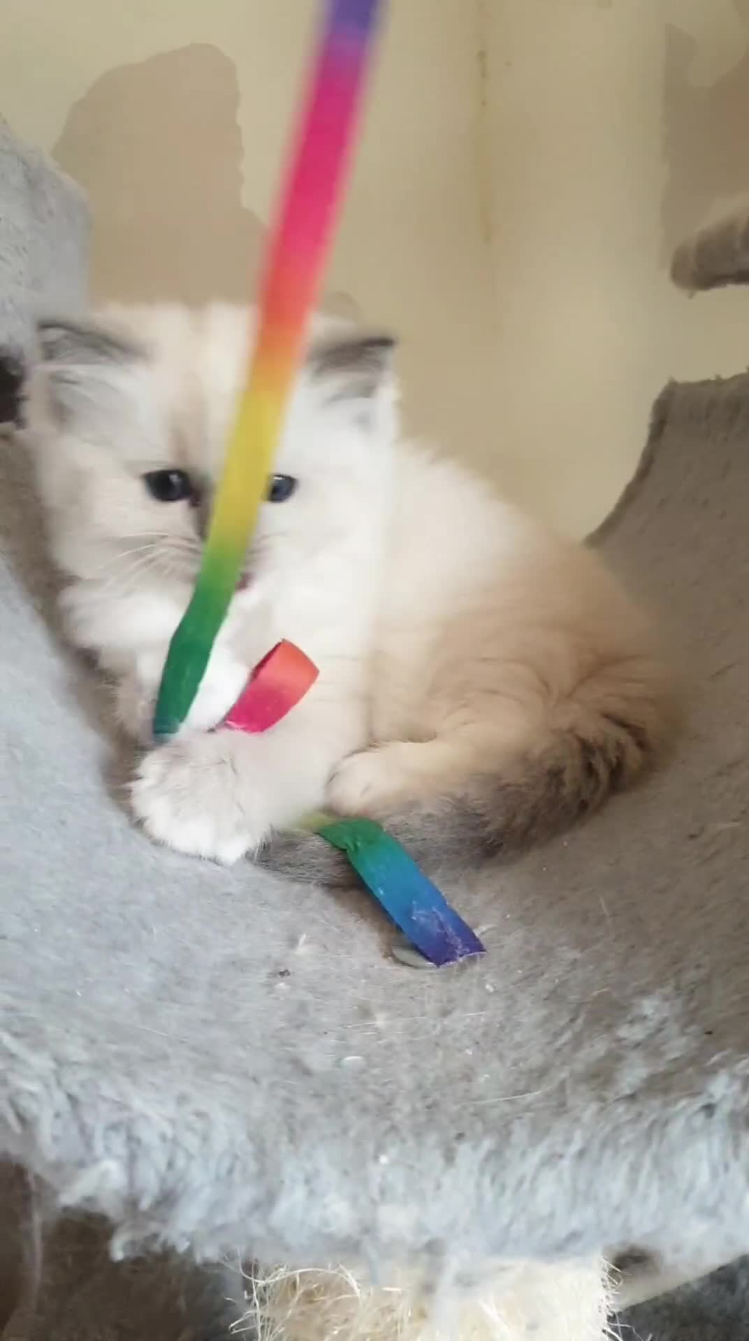 Ragdoll cats for sale: GCCF Gorgeous Adult and Kitten Available! - Video 1