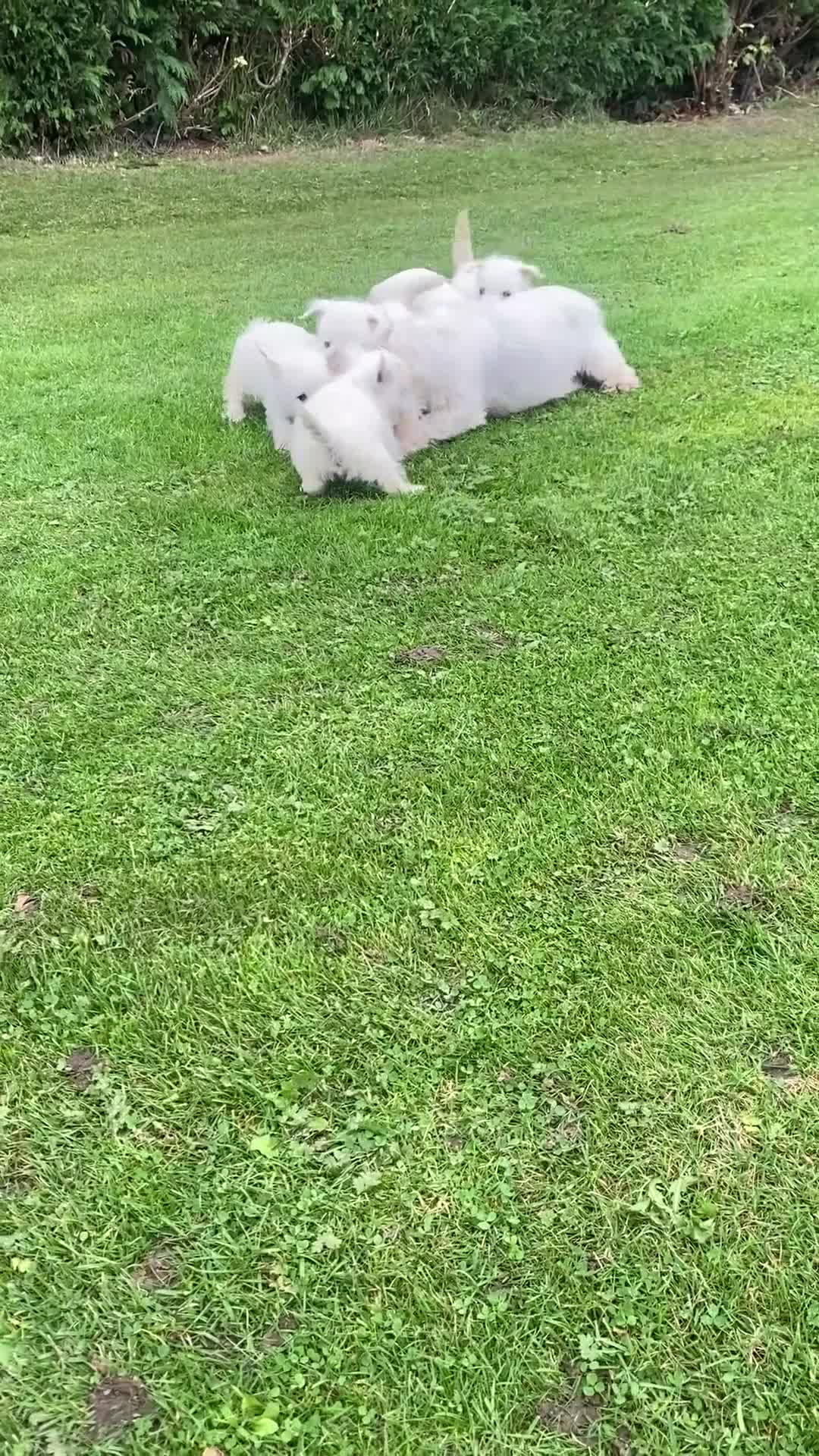 West Highland Terrier dogs for sale: West highland terriers - Video 1