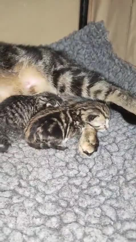 Mixed Breed cats for sale: 🐅Gorgeous Tabby/SavannahX🐆 - Video 1