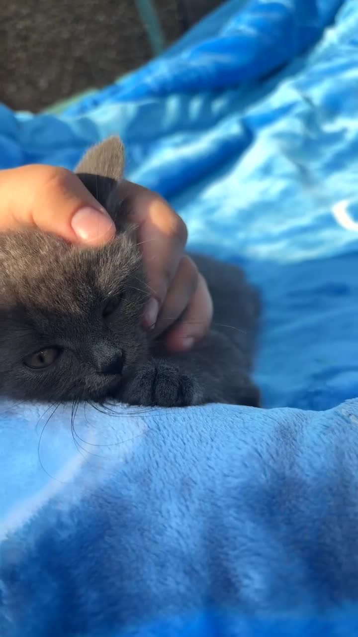 British Shorthair cats for sale: Grey British short hair male  - Video 2