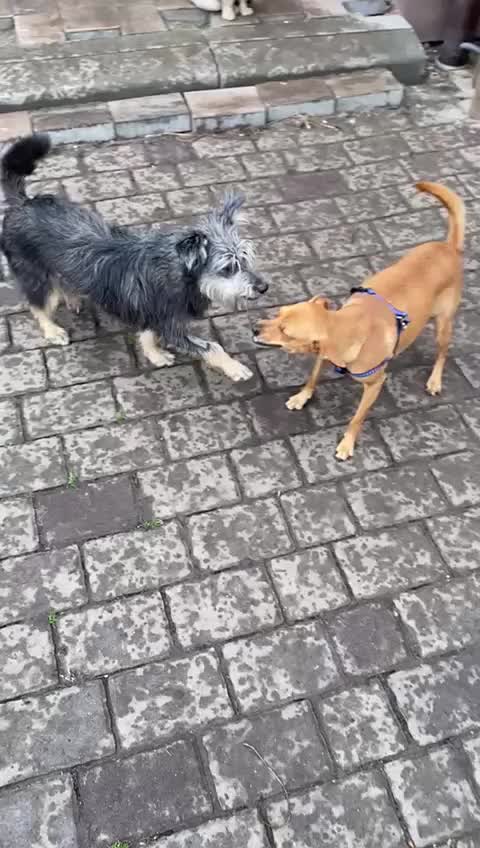 Chihuahua dogs for adoption: ❤️🐶 LILA – A Little  Soul Searching for Love 🐶❤️ - Video 2