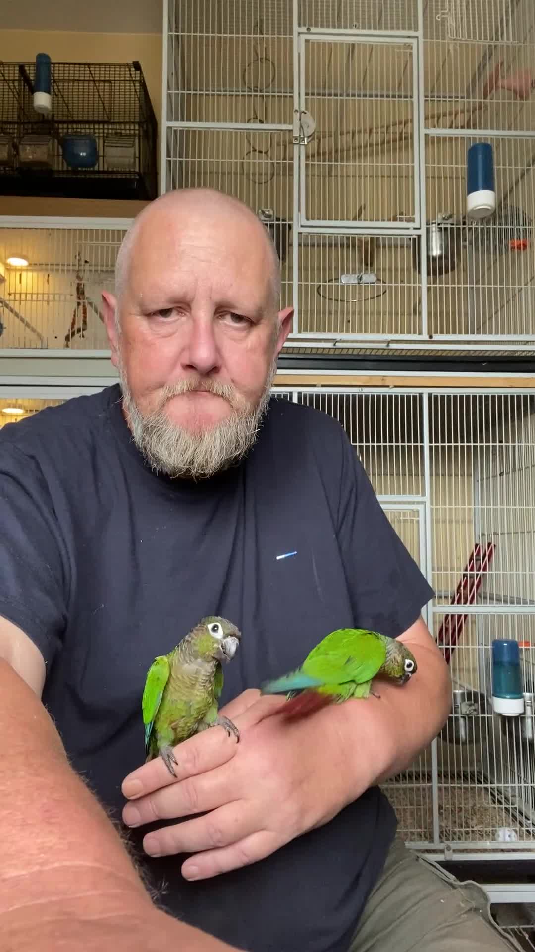 Conures birds for sale: Green cheek conures hand raised and silly tame - Video 1