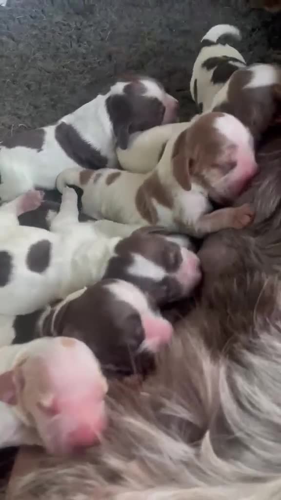 Cocker Spaniel dogs for sale: SHOW KC Registered, true to type, Cocker Spaniels - Video 1