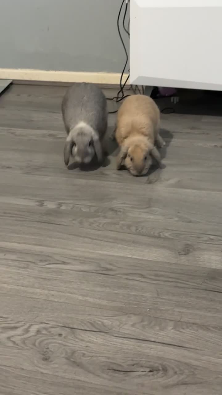 Mini Lop rabbits for sale: 2 mini lops - Video 1