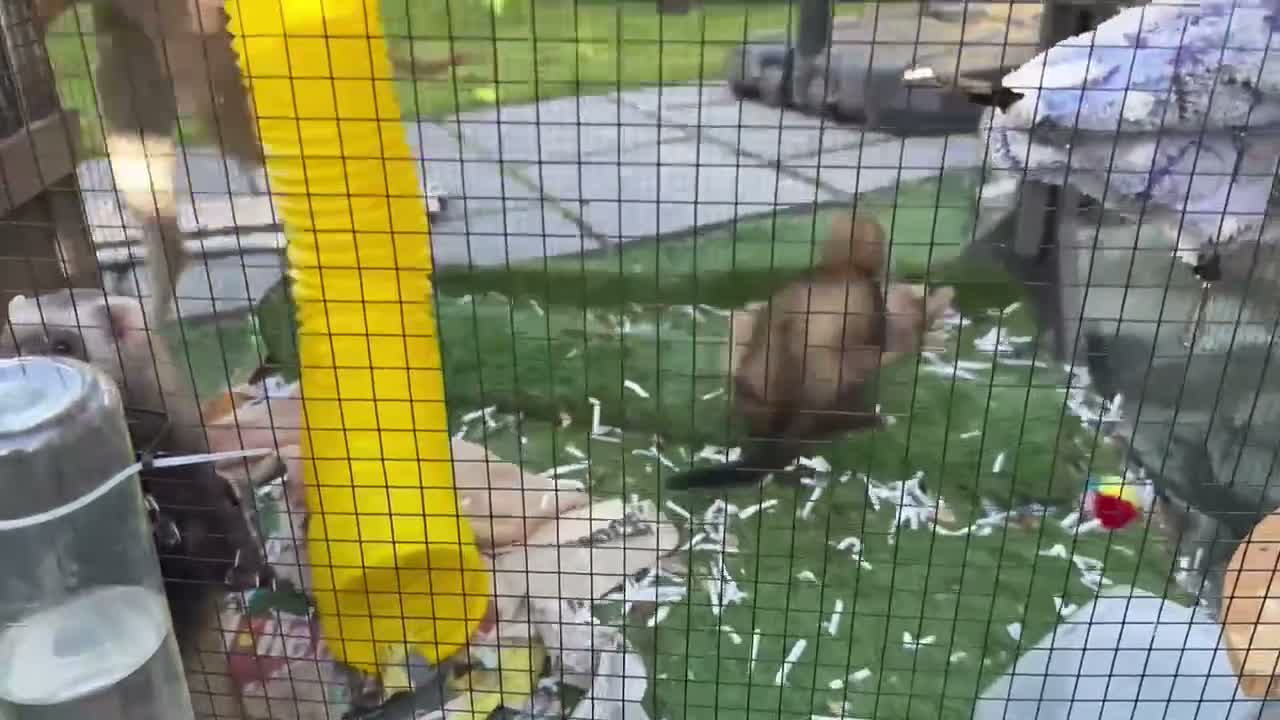Ferret rodents for sale: Ferrets x2 mirco ferretx 1  in Bristol - Video 2