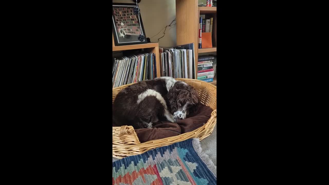 English Springer Spaniel dogs for sale: English Springer Spaniel/Pont-Audemer spaniel - Video 1