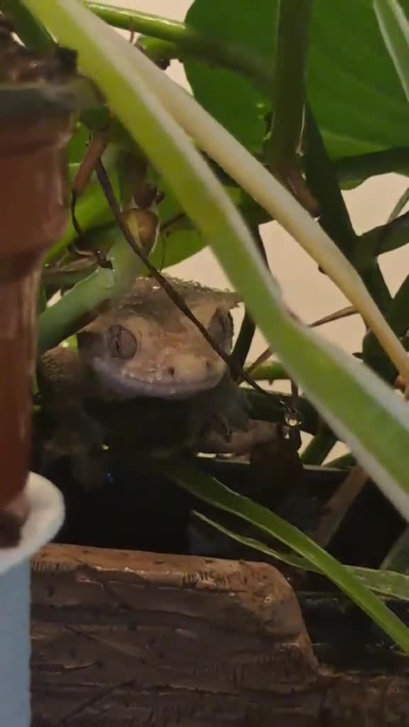 Gecko reptiles for sale: Male Crested Gecko with Bioactive Tank - Video 1