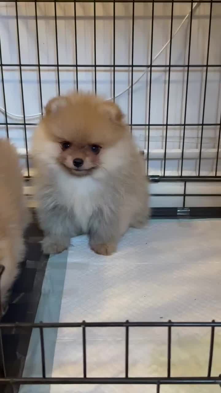 Pomeranian dogs for sale: Reduced !!! Beautiful Boy Pomeranian Puppies - Video 5
