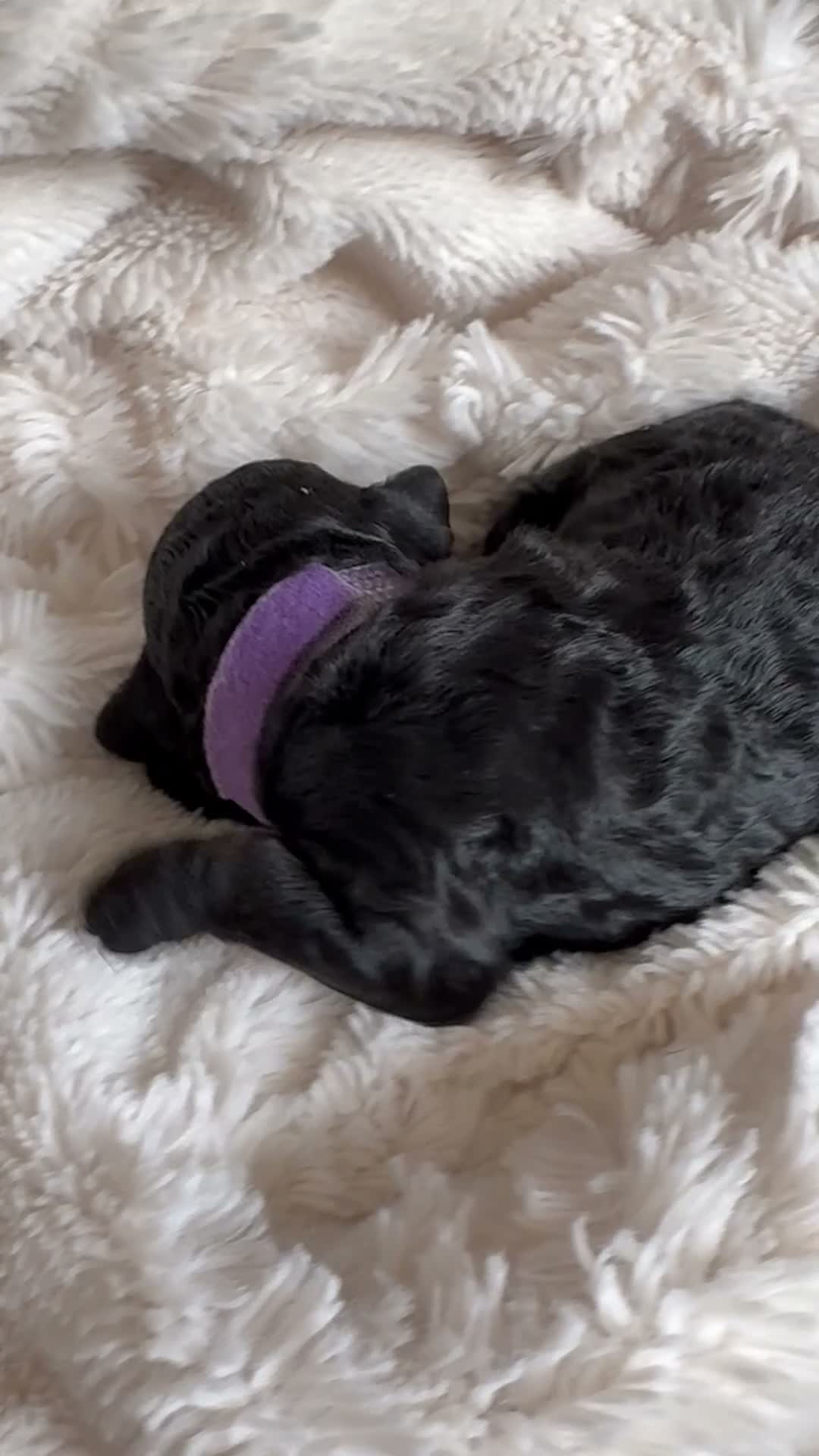 Cockapoo dogs for sale: F1BB Toy Cockapoos - Video 3