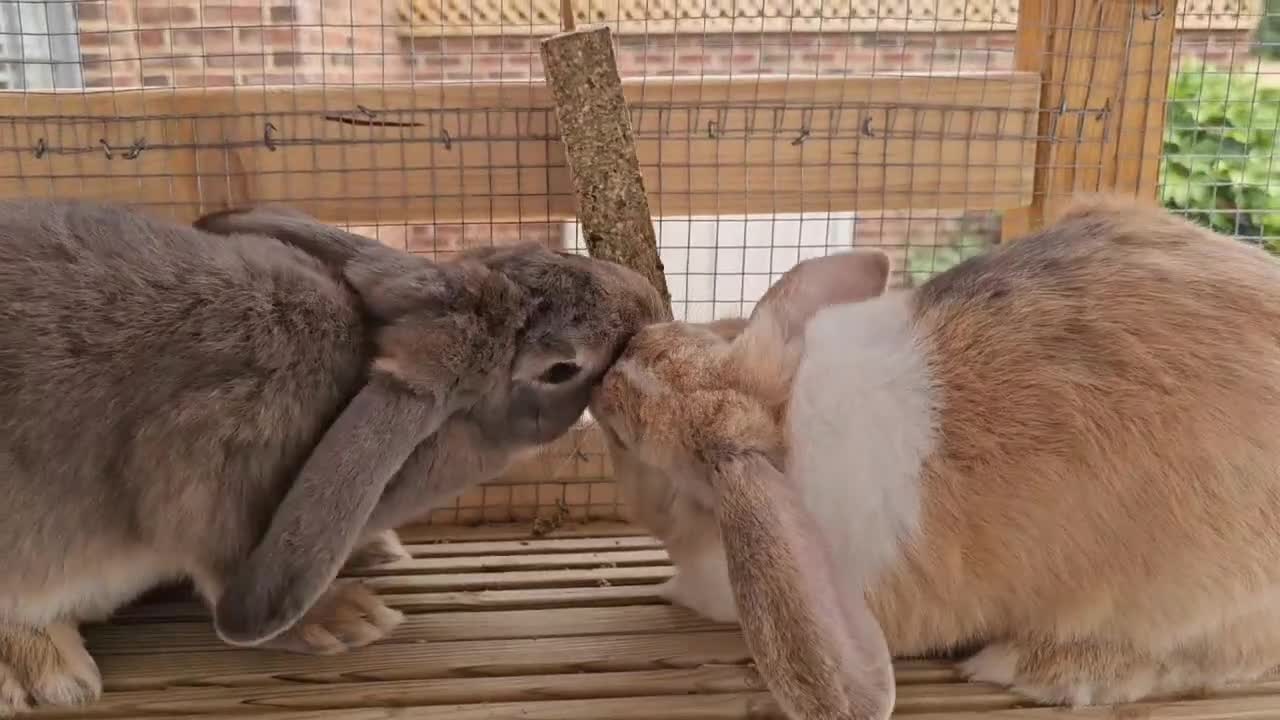 English Lop rabbits for sale: 🐰 Adorable Bonded Lop Rabbits for Sale 🐰 - Video 1
