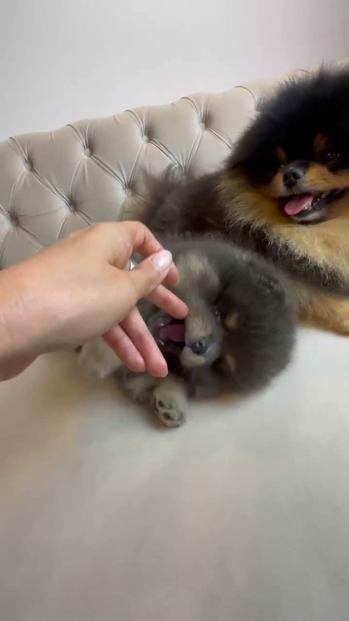 Pomeranian dogs for sale: ✨ RARE POMERANIAN BOY ✨ - Video 2