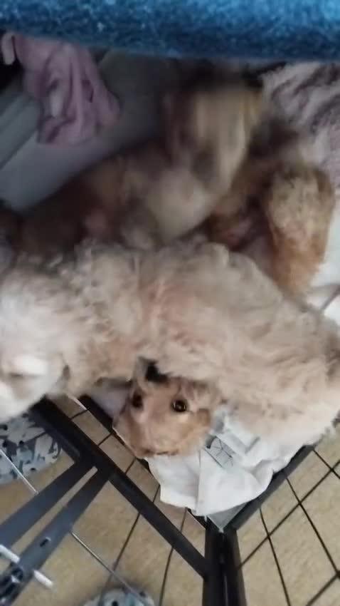 Mixed Breed dogs for sale: CavalierxCocker Spaniel Puppies -Both Parents Here - Video 1