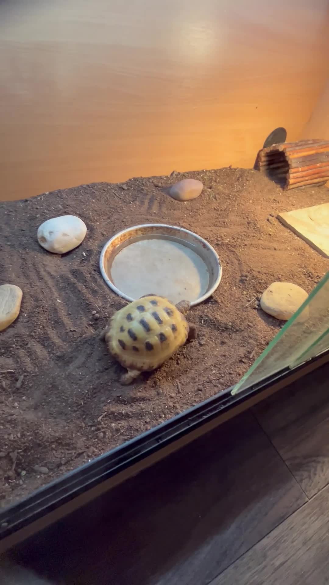 Tortoise reptiles for sale: Tortoise 4 year old male  - Video 1
