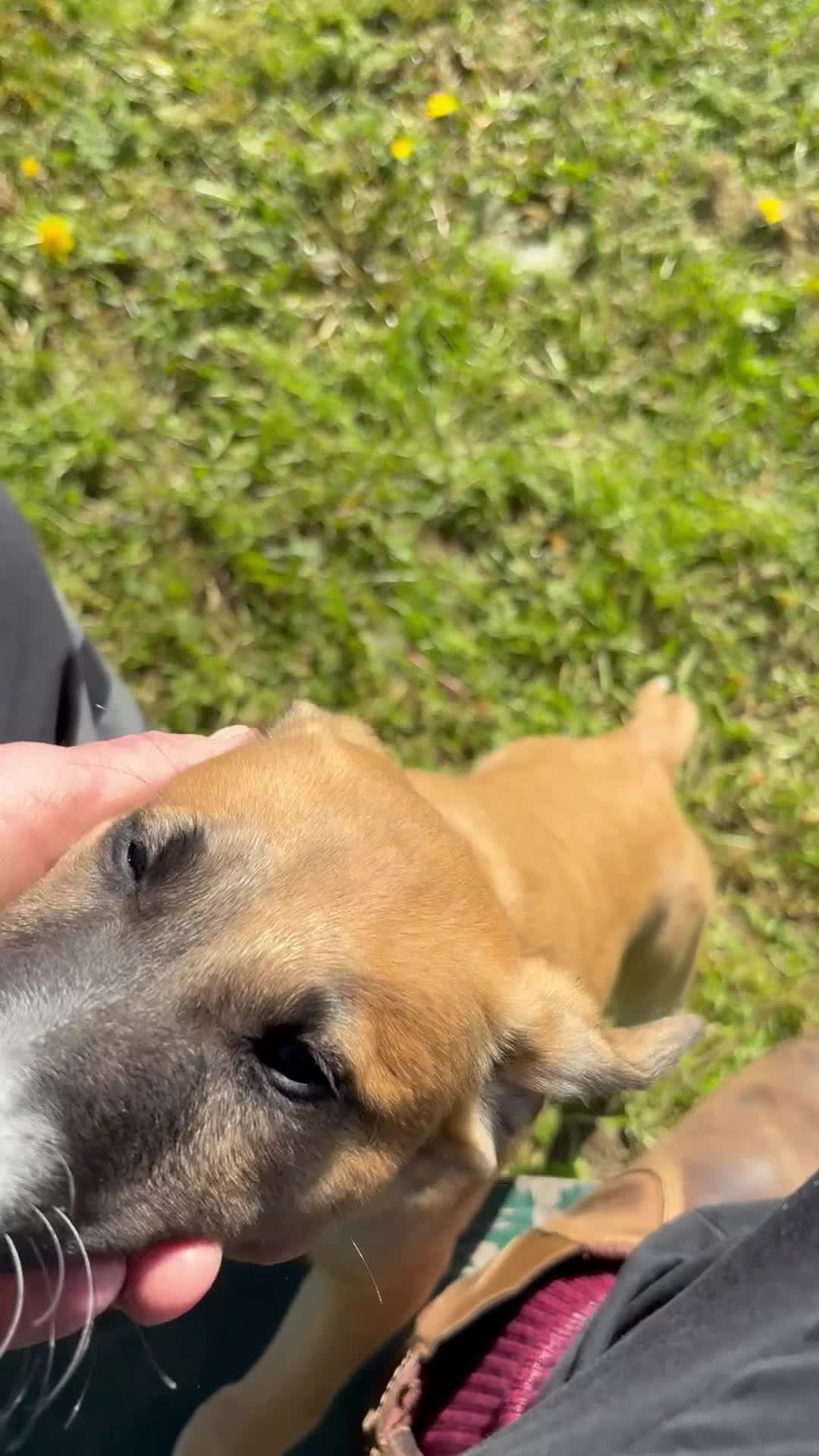 Mixed Breed dogs for sale: Lurcher Pups - Video 1