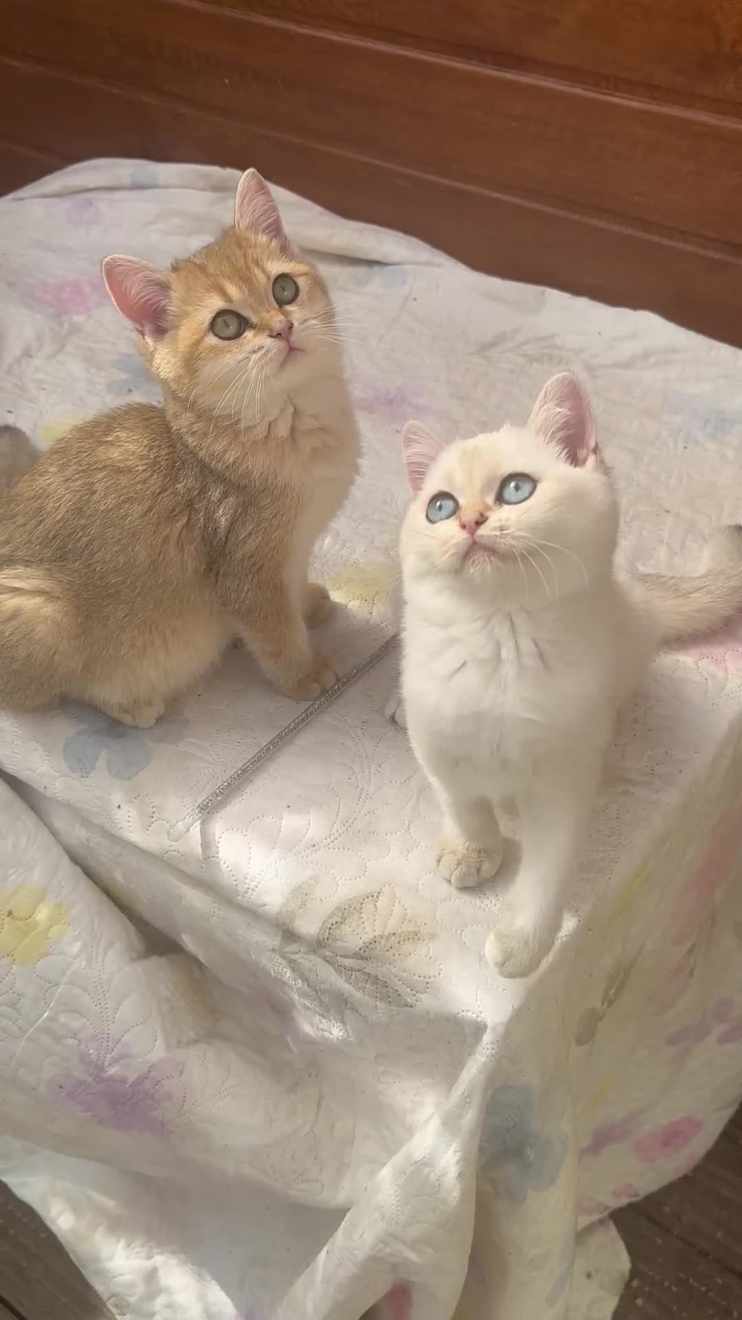 British Shorthair cats for sale: Stunning munchkin fur babies 😻🌼🌸🌺 - Video 1