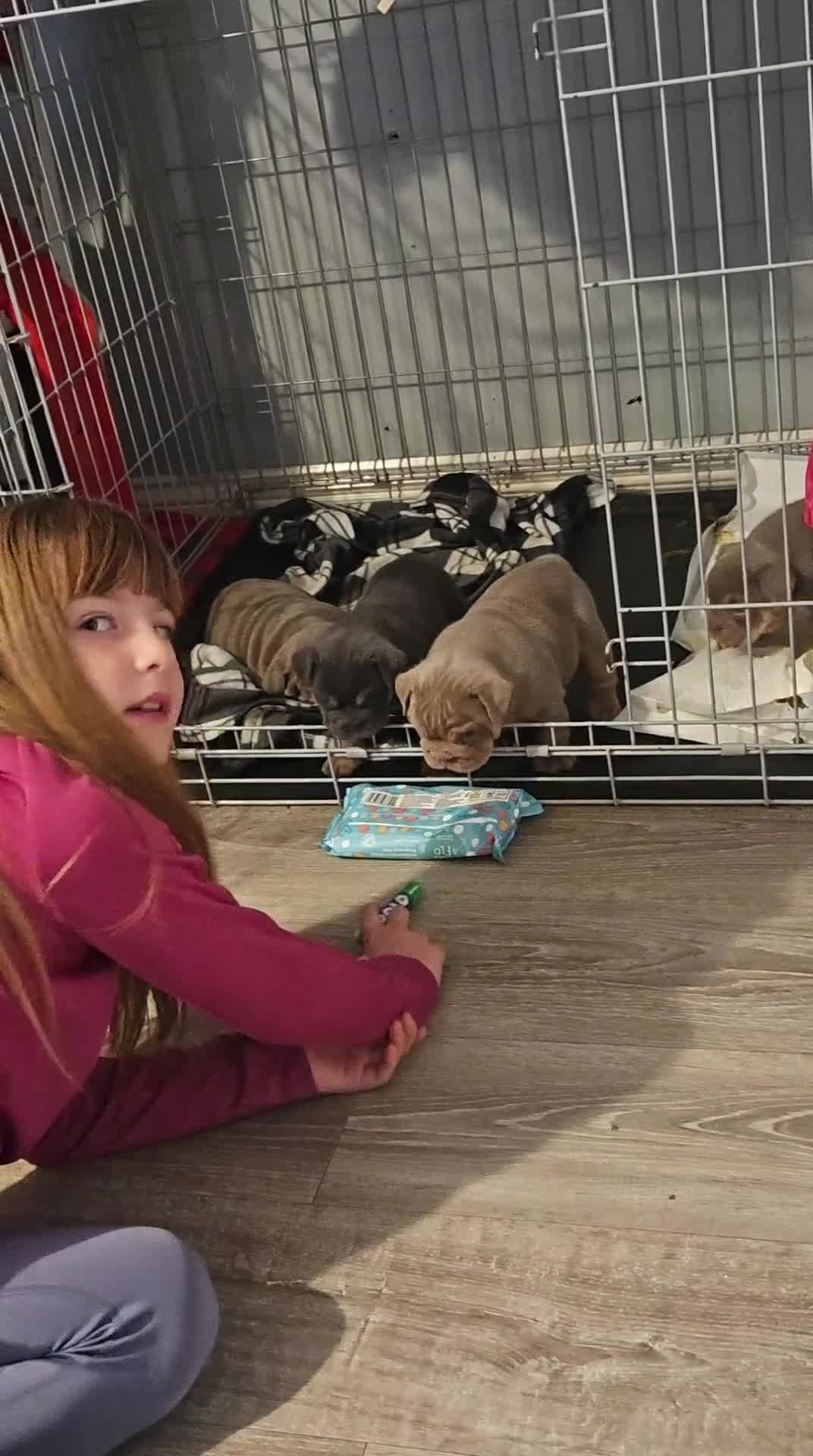 English Bulldog dogs for sale: 4 KC registered English bulldogs  - Video 2