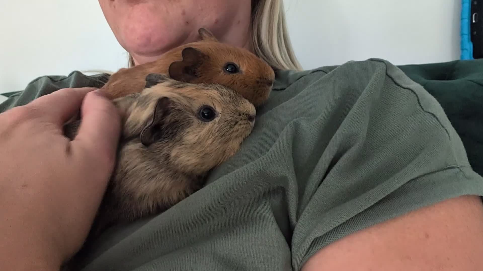 Guinea Pig rodents for sale: 2 bonded male guinea pigs  - Video 1